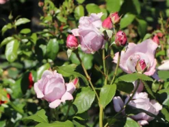 Beetrose 'Novalis' ® -Deutschland Garten Funk Verkaufs-Shop beetrose novalis m052544 w 7