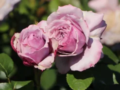 Beetrose 'Novalis' ® -Deutschland Garten Funk Verkaufs-Shop beetrose novalis m052544 w 8