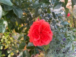 Beetrose 'Orangerie' ® -Deutschland Garten Funk Verkaufs-Shop beetrose orangerie m099319 1178147 2