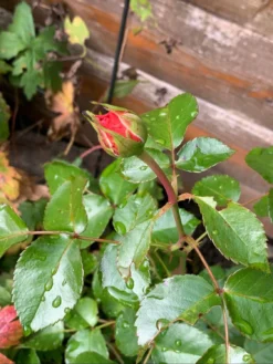 Beetrose 'Orangerie' ® -Deutschland Garten Funk Verkaufs-Shop beetrose orangerie m099319 554145 0