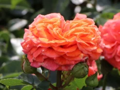 Beetrose 'Orangerie' ® -Deutschland Garten Funk Verkaufs-Shop beetrose orangerie m099319 w 0