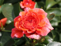 Beetrose 'Orangerie' ® -Deutschland Garten Funk Verkaufs-Shop beetrose orangerie m099319 w 1