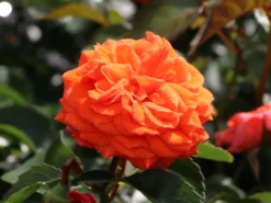 Beetrose 'Orangerie' ® -Deutschland Garten Funk Verkaufs-Shop beetrose orangerie m099319 w 2