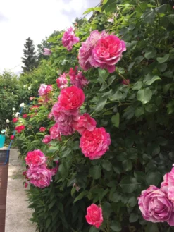 Beetrose 'Papageno' ® -Deutschland Garten Funk Verkaufs-Shop beetrose papageno m002782 1338879 0