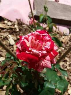 Beetrose 'Papageno' ® -Deutschland Garten Funk Verkaufs-Shop beetrose papageno m002782 193676 0