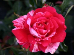 Beetrose 'Papageno' ®