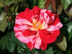 Beetrose 'Papageno' ® -Deutschland Garten Funk Verkaufs-Shop beetrose papageno m002782 w 0