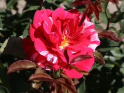 Beetrose 'Papageno' ® -Deutschland Garten Funk Verkaufs-Shop beetrose papageno m002782 w 1