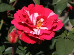 Beetrose 'Papageno' ® -Deutschland Garten Funk Verkaufs-Shop beetrose papageno m002782 w 2