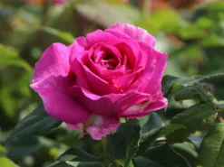 Beetrose Parfuma ® 'Carmen Würth'