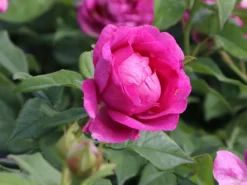 Beetrose Parfuma ® 'Carmen Würth' -Deutschland Garten Funk Verkaufs-Shop beetrose parfuma carmen wuerth m113594 w 0 1