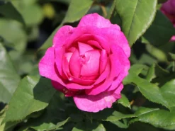 Beetrose Parfuma ® 'Carmen Würth' -Deutschland Garten Funk Verkaufs-Shop beetrose parfuma carmen wuerth m113594 w 0