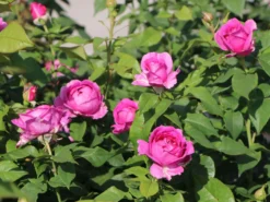 Beetrose Parfuma ® 'Carmen Würth' -Deutschland Garten Funk Verkaufs-Shop beetrose parfuma carmen wuerth m113594 w 1 1