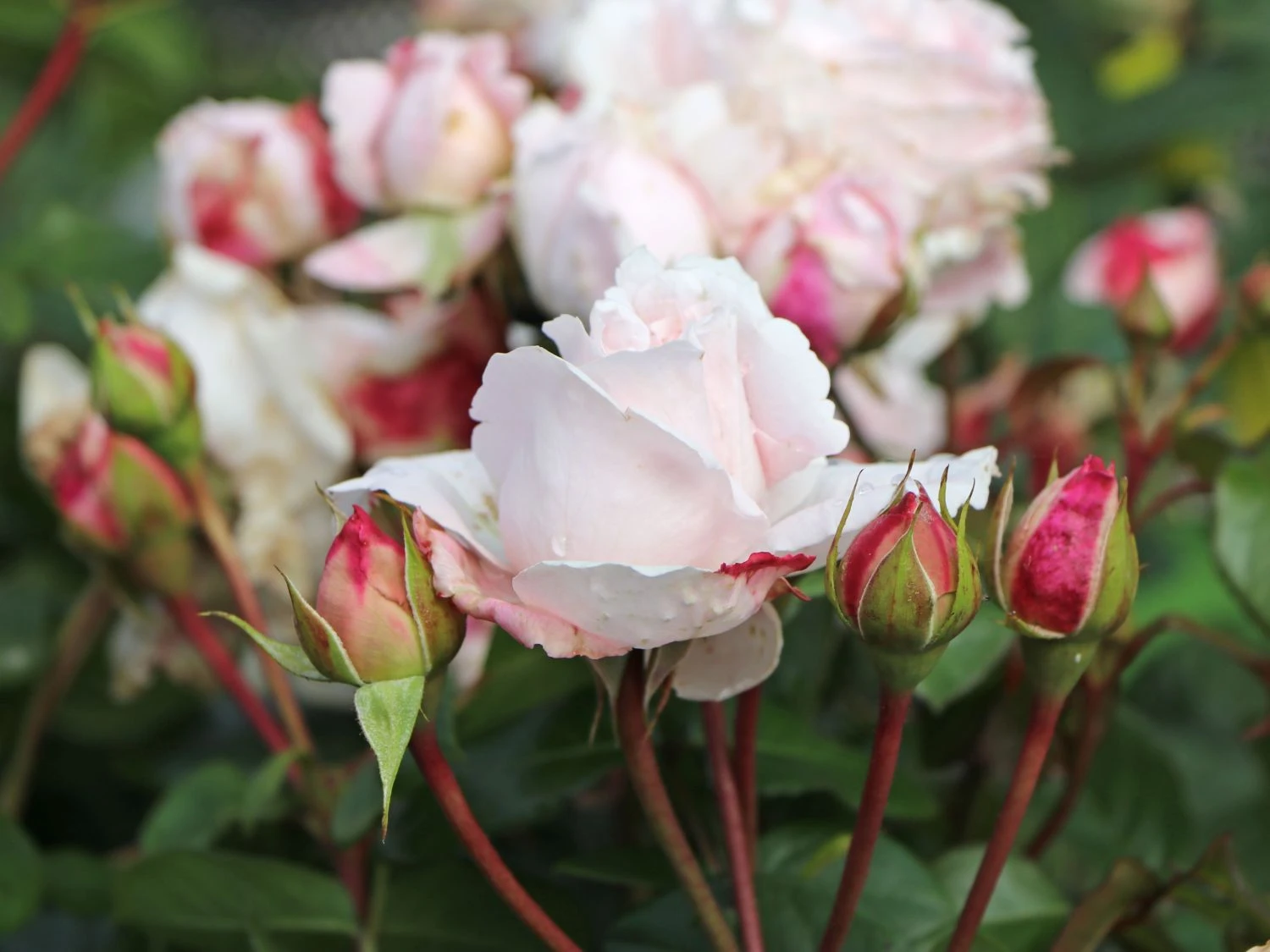 Beetrose Parfuma® 'Constanze Mozart' ® 2 Beetrose Parfuma® 'Constanze Mozart' ® – Bild 2