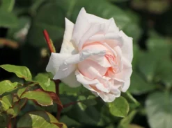 Beetrose Parfuma® 'Constanze Mozart' ® 5 Beetrose Parfuma® 'Constanze Mozart' ® -Deutschland Garten Funk Verkaufs-Shop beetrose parfuma constanze mozart m056558 w 1