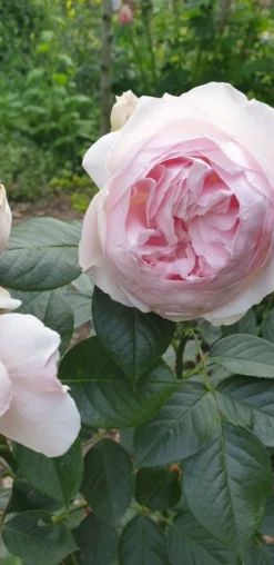 Beetrose Parfuma ® 'Herzogin Christiana' ® Kordes' Rose -Deutschland Garten Funk Verkaufs-Shop beetrose parfuma herzogin christiana kordes rose m099180 193676 0