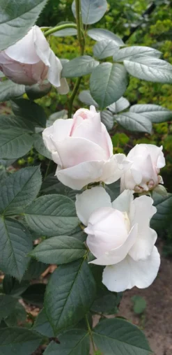 Beetrose Parfuma ® 'Herzogin Christiana' ® Kordes' Rose -Deutschland Garten Funk Verkaufs-Shop beetrose parfuma herzogin christiana kordes rose m099180 193676 1