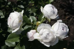 Beetrose Parfuma ® 'Herzogin Christiana' ® Kordes' Rose -Deutschland Garten Funk Verkaufs-Shop beetrose parfuma herzogin christiana kordes rose m099180 676881 0