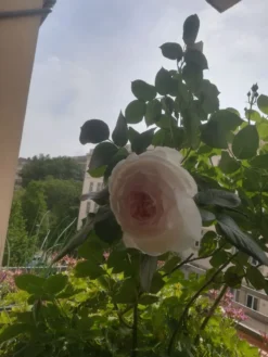 Beetrose Parfuma ® 'Herzogin Christiana' ® Kordes' Rose -Deutschland Garten Funk Verkaufs-Shop beetrose parfuma herzogin christiana kordes rose m099180 736190 0