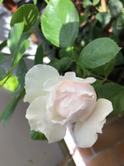 Beetrose Parfuma ® 'Herzogin Christiana' ® Kordes' Rose -Deutschland Garten Funk Verkaufs-Shop beetrose parfuma herzogin christiana kordes rose m099180 955988 0