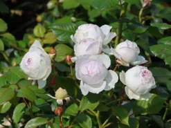 Beetrose Parfuma ® 'Herzogin Christiana' ® Kordes' Rose -Deutschland Garten Funk Verkaufs-Shop beetrose parfuma herzogin christiana kordes rose m099180 w 0