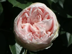 Beetrose Parfuma ® 'Herzogin Christiana' ® Kordes' Rose -Deutschland Garten Funk Verkaufs-Shop beetrose parfuma herzogin christiana kordes rose m099180 w 1