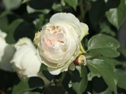 Beetrose Parfuma ® 'Herzogin Christiana' ® Kordes' Rose -Deutschland Garten Funk Verkaufs-Shop beetrose parfuma herzogin christiana kordes rose m099180 w 10