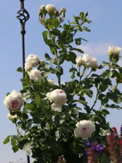 Beetrose Parfuma ® 'Herzogin Christiana' ® Kordes' Rose -Deutschland Garten Funk Verkaufs-Shop beetrose parfuma herzogin christiana kordes rose m099180 w 2