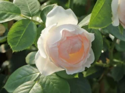 Beetrose Parfuma ® 'Herzogin Christiana' ® Kordes' Rose -Deutschland Garten Funk Verkaufs-Shop beetrose parfuma herzogin christiana kordes rose m099180 w 3