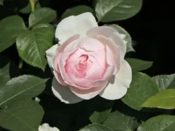 Beetrose Parfuma ® 'Herzogin Christiana' ® Kordes' Rose -Deutschland Garten Funk Verkaufs-Shop beetrose parfuma herzogin christiana kordes rose m099180 w 6