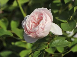 Beetrose Parfuma ® 'Herzogin Christiana' ® Kordes' Rose -Deutschland Garten Funk Verkaufs-Shop beetrose parfuma herzogin christiana kordes rose m099180 w 7