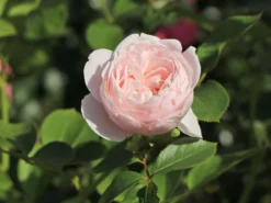 Beetrose Parfuma ® 'Herzogin Christiana' ® Kordes' Rose -Deutschland Garten Funk Verkaufs-Shop beetrose parfuma herzogin christiana kordes rose m099180 w 8