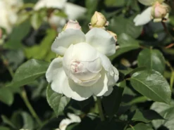 Beetrose Parfuma ® 'Herzogin Christiana' ® Kordes' Rose -Deutschland Garten Funk Verkaufs-Shop beetrose parfuma herzogin christiana kordes rose m099180 w 9