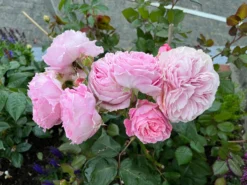 Beetrose Parfuma ® 'Rosengräfin Marie Henriette' ® -Deutschland Garten Funk Verkaufs-Shop beetrose parfuma rosengraefin marie henriette m099195 1328988 1