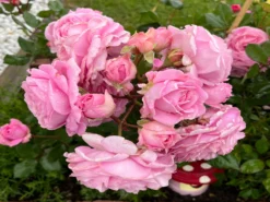 Beetrose Parfuma ® 'Rosengräfin Marie Henriette' ® -Deutschland Garten Funk Verkaufs-Shop beetrose parfuma rosengraefin marie henriette m099195 1328988 2