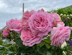 Beetrose Parfuma ® 'Rosengräfin Marie Henriette' ® -Deutschland Garten Funk Verkaufs-Shop beetrose parfuma rosengraefin marie henriette m099195 1328988 3