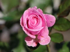 Beetrose Parfuma ® 'Rosengräfin Marie Henriette' ® -Deutschland Garten Funk Verkaufs-Shop beetrose parfuma rosengraefin marie henriette m099195 w 0