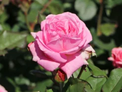 Beetrose Parfuma ® 'Rosengräfin Marie Henriette' ® -Deutschland Garten Funk Verkaufs-Shop beetrose parfuma rosengraefin marie henriette m099195 w 1