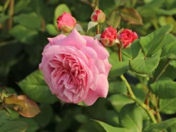 Beetrose Parfuma ® 'Rosengräfin Marie Henriette' ® -Deutschland Garten Funk Verkaufs-Shop beetrose parfuma rosengraefin marie henriette m099195 w 10