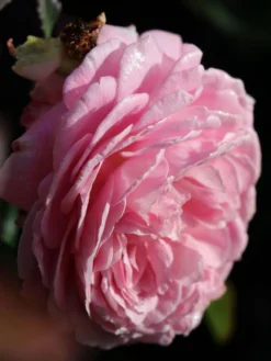 Beetrose Parfuma ® 'Rosengräfin Marie Henriette' ® -Deutschland Garten Funk Verkaufs-Shop beetrose parfuma rosengraefin marie henriette m099195 w 2