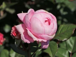 Beetrose Parfuma ® 'Rosengräfin Marie Henriette' ® -Deutschland Garten Funk Verkaufs-Shop beetrose parfuma rosengraefin marie henriette m099195 w 3