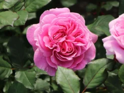 Beetrose Parfuma ® 'Rosengräfin Marie Henriette' ® -Deutschland Garten Funk Verkaufs-Shop beetrose parfuma rosengraefin marie henriette m099195 w 4