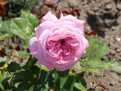 Beetrose Parfuma ® 'Rosengräfin Marie Henriette' ® -Deutschland Garten Funk Verkaufs-Shop beetrose parfuma rosengraefin marie henriette m099195 w 6