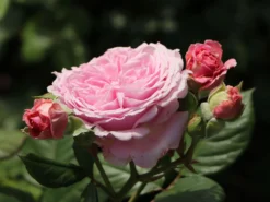 Beetrose Parfuma ® 'Rosengräfin Marie Henriette' ® -Deutschland Garten Funk Verkaufs-Shop beetrose parfuma rosengraefin marie henriette m099195 w 7