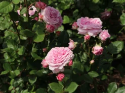 Beetrose Parfuma ® 'Rosengräfin Marie Henriette' ® -Deutschland Garten Funk Verkaufs-Shop beetrose parfuma rosengraefin marie henriette m099195 w 8