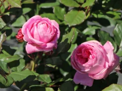 Beetrose Parfuma ® 'Rosengräfin Marie Henriette' ® -Deutschland Garten Funk Verkaufs-Shop beetrose parfuma rosengraefin marie henriette m099195 w 9