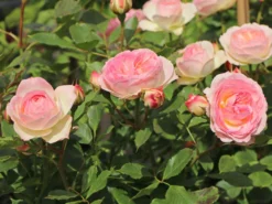 Beetrose 'Pastella' ® -Deutschland Garten Funk Verkaufs-Shop beetrose pastella m005614 w 0