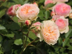 Beetrose 'Pastella' ® -Deutschland Garten Funk Verkaufs-Shop beetrose pastella m005614 w 1