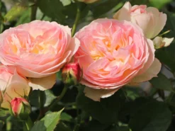 Beetrose 'Pastella' ® -Deutschland Garten Funk Verkaufs-Shop beetrose pastella m005614 w 2