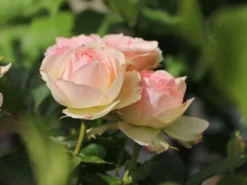 Beetrose 'Pastella' ® -Deutschland Garten Funk Verkaufs-Shop beetrose pastella m005614 w 3